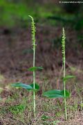 Gennaria diphylla